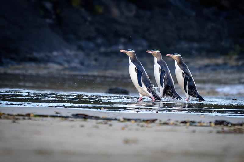 Wildlife travel